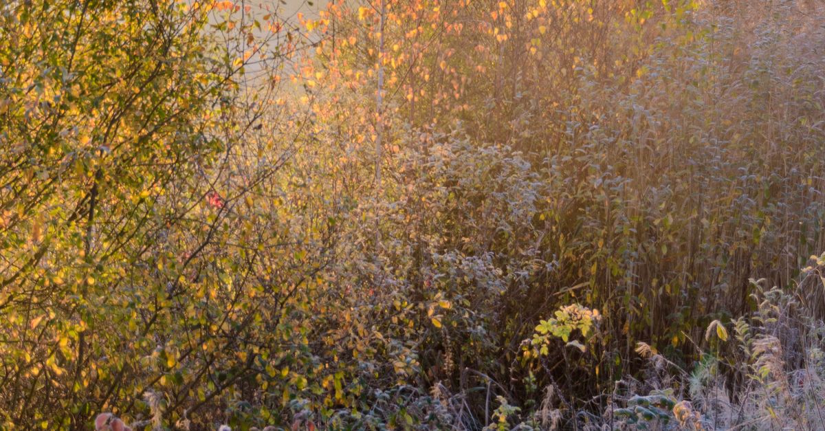 Sunrise over a frosty autumn field with golden trees